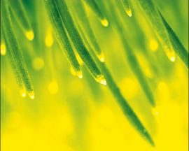 Illustration for article titled Are Plants Really Using Quantum Entanglement In Photosynthesis?